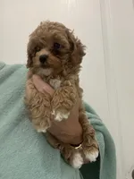 TeacupApricotGirl, a female Poodle - Toy  for sale in Tampa, FL – Photo 2 of 4