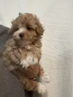 Apricot/WhiteGirl, a female Maltipoo for sale in Tampa, FL – 6 of 6