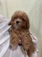 TinyTeacupGirl, a female Poodle - Toy  for sale in Tampa, FL – 3 of 4