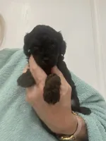 Black, a female Poodle - Toy  for sale in Tampa, FL – 6 of 7