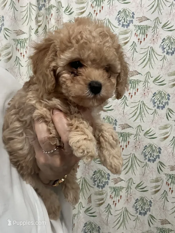ApricotBoy/touch of white – Poodle - Toy  puppy for sale in Tampa, FL