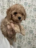 ApricotBoy/touch of white, a male Poodle - Toy  for sale in Tampa, FL – 1 of 1