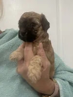 Apricot/Black Markings, a female Poodle - Toy  for sale in Tampa, FL – 1 of 6