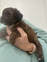 DarkApricot/Chocolate Black mix, a male Poodle - Toy  for sale in Tampa, FL – 9 of 10