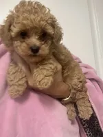 ApricotGirl , a female Poodle - Toy  for sale in Tampa, FL – 5 of 5