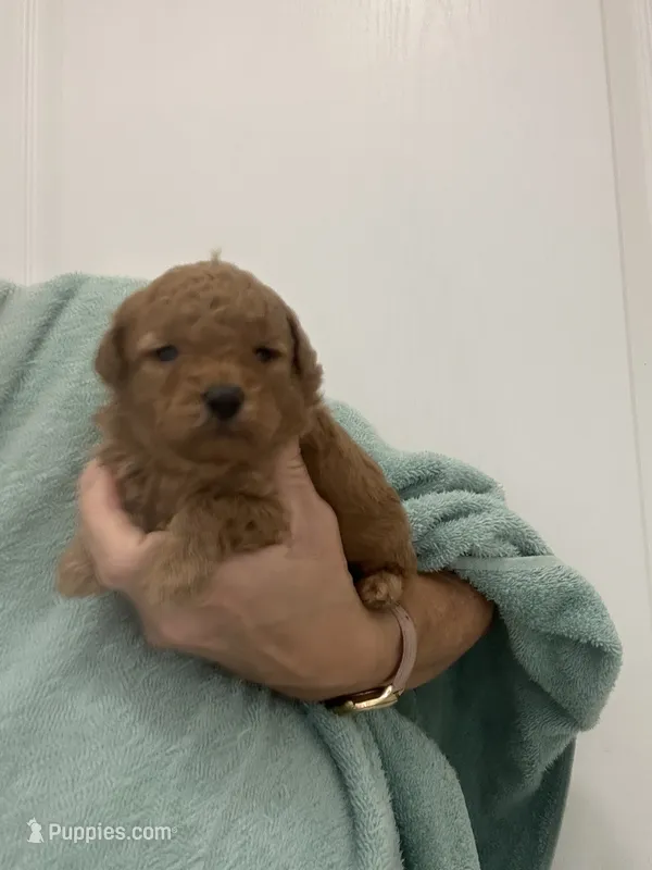 DeepDarkRedApricotGirl – Poodle - Toy  puppy for sale in Tampa, FL