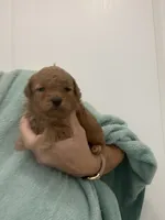 DeepDarkRedApricotGirl, a female Poodle - Toy  for sale in Tampa, FL – 1 of 3