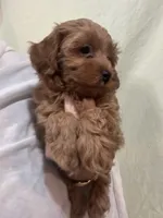 ReadyNow!!MicroMiniGoldendoodleGirl, a female Miniature Goldendoodle for sale in Tampa, FL – 7 of 8