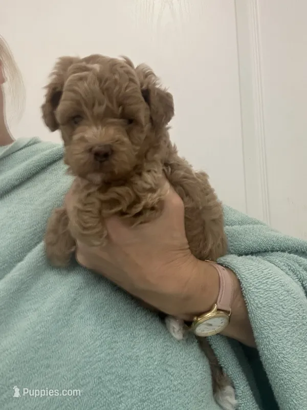 ApricotBoy/touch of white – Poodle - Toy  puppy for sale in Tampa, FL