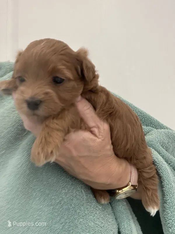 DarkRedApricotGirl – Maltipoo puppy for sale in Tampa, FL
