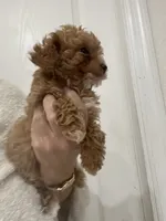 ApricotGirl Touch of White, a female Poodle - Toy  for sale in Tampa, FL – 3 of 3