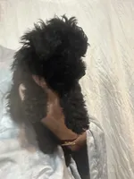 BlackGirl , a female Poodle - Toy  for sale in Tampa, FL – 2 of 4