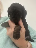Black, a female Poodle - Toy  for sale in Tampa, FL – 5 of 7
