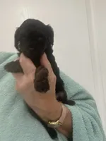 Black, a female Poodle - Toy  for sale in Tampa, FL – 2 of 7