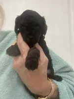 Black, a female Poodle - Toy  for sale in Tampa, FL – 1 of 7