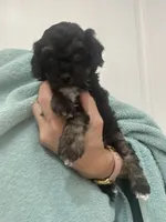 Black/Apricot Phantom, a female Poodle - Toy  for sale in Tampa, FL – 3 of 9