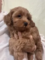 ReadyNow!!MicroMiniGoldendoodleGirl, a female Miniature Goldendoodle for sale in Tampa, FL – 5 of 8