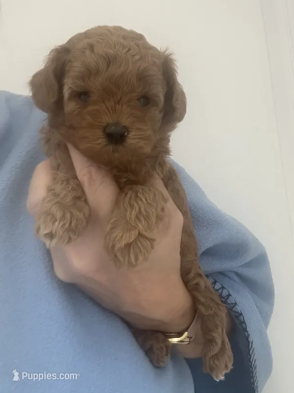 Dark Red Apricot Girl – Maltipoo puppy for sale in Tampa, FL