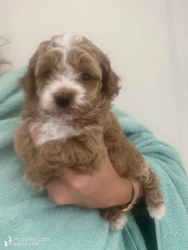 ApricotGirl/White Markings – Poodle - Toy  puppy for sale in Tampa, FL