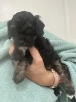 Black/Apricot Phantom, a female Poodle - Toy  for sale in Tampa, FL – 8 of 9