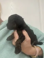 Black, a female Poodle - Toy  for sale in Tampa, FL – 4 of 7