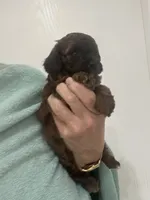 DarkApricot/Chocolate Black mix, a male Poodle - Toy  for sale in Tampa, FL – 5 of 10