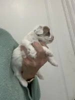 White/ApricotPatchesGirl, a female Maltipoo for sale in Tampa, FL – 5 of 8