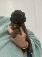 DarkApricot/Chocolate Black mix, a male Poodle - Toy  for sale in Tampa, FL – 2 of 10