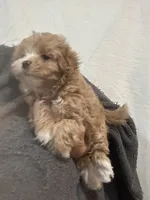 Apricot/WhiteGirl, a female Maltipoo for sale in Tampa, FL – 4 of 6