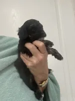 Black/Apricot Phantom, a female Poodle - Toy  for sale in Tampa, FL – 2 of 9