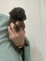 DarkApricot/Chocolate Black mix, a male Poodle - Toy  for sale in Tampa, FL – 6 of 10