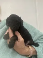 Black, a female Poodle - Toy  for sale in Tampa, FL – 3 of 7