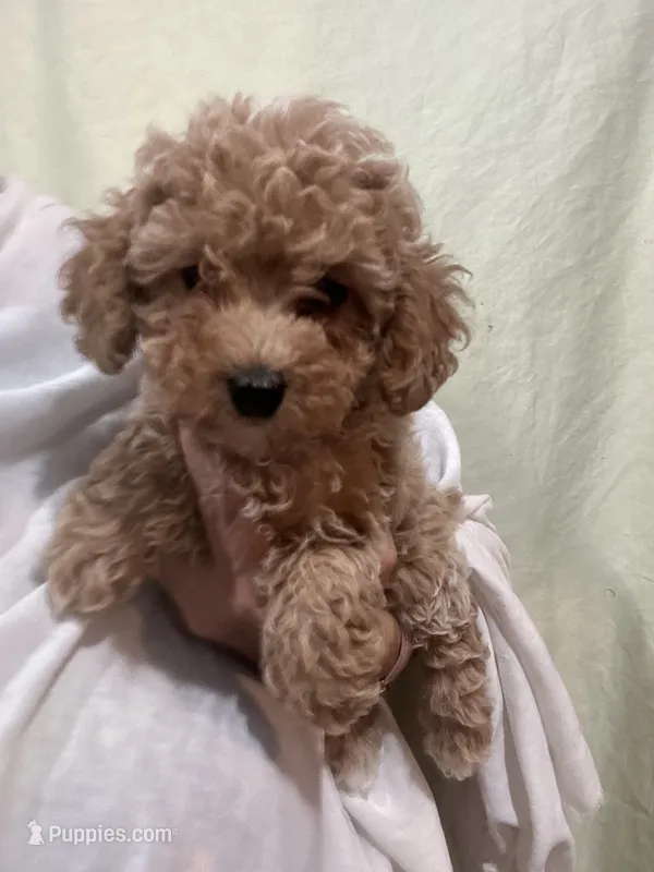 ApricotGirl  – Poodle - Toy  puppy for sale in Tampa, FL