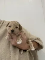 ApricotBoy/White Markings, a male Poodle - Toy  for sale in Tampa, FL – 4 of 5