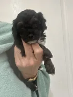 Black/Apricot Phantom, a female Poodle - Toy  for sale in Tampa, FL – 7 of 9