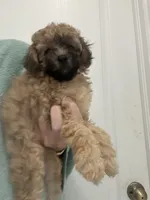 READY NOW! Apricot/Black MarkingsGirl, a female Poodle - Toy  for sale in Tampa, FL – 3 of 5