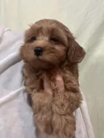 ReadyNow!!MicroMiniGoldendoodleGirl, a female Miniature Goldendoodle for sale in Tampa, FL – 3 of 8