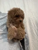 DarkRedApricotGirl, a female Poodle - Toy  for sale in Tampa, FL – 3 of 3