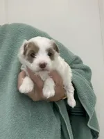 White/ApricotPatchesGirl, a female Maltipoo for sale in Tampa, FL – 7 of 8