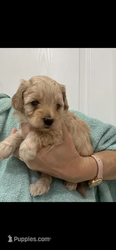 ApricotGirl  – Poodle - Toy  puppy for sale in Tampa, FL