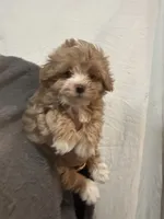Apricot/WhiteGirl, a female Maltipoo for sale in Tampa, FL – 2 of 6