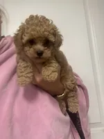 ApricotGirl , a female Poodle - Toy  for sale in Tampa, FL – 4 of 5