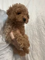 DarkRedApricotBoy, a male Poodle - Toy  for sale in Tampa, FL – 1 of 2