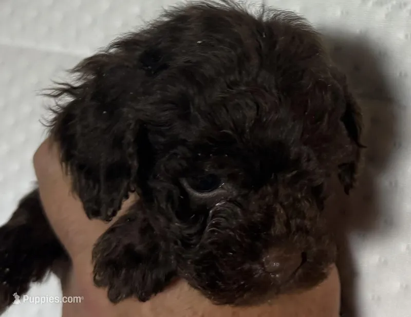 TinyTeacupChocolateGirl, a female Poodle - Toy  for sale in Tampa, FL – Photo 1 of 1