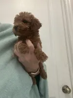 AKCTeacupDarkRedApricotBoy, a male Poodle - Toy  for sale in Tampa, FL – Photo 3 of 4