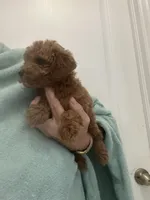 AKCTeacupDarkRedApricotBoy, a male Poodle - Toy  for sale in Tampa, FL – Photo 4 of 4