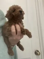 AKCTeacupDarkRedApricotBoy, a male Poodle - Toy  for sale in Tampa, FL – Photo 2 of 4