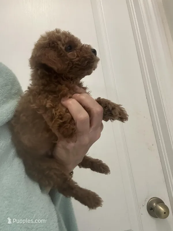 AKCTeacupDarkRedApricotBoy – Poodle - Toy  puppy for sale in Tampa, FL