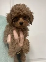 READY NOW DarkestApricotBoy, a male Poodle - Toy  for sale in Tampa, FL – 3 of 3