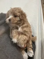 Apricot/WhiteGirl, a female Maltipoo for sale in Tampa, FL – 5 of 6